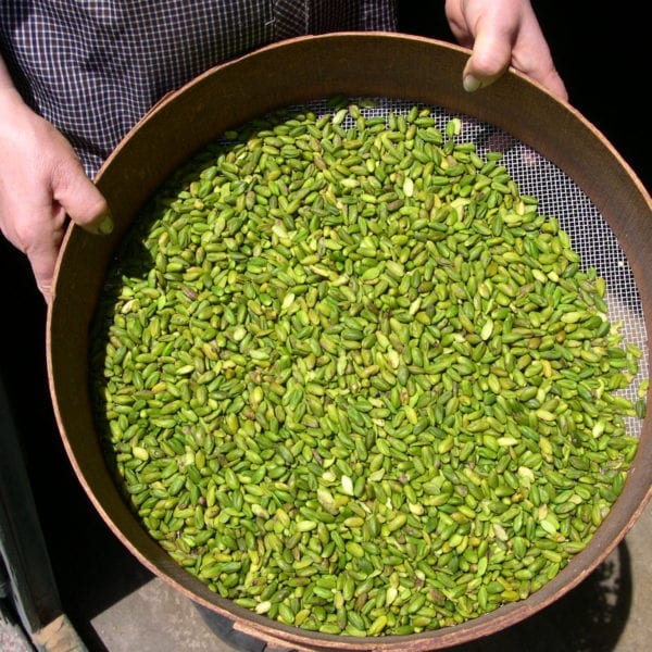 pistacchio-by-bronte-insieme_5