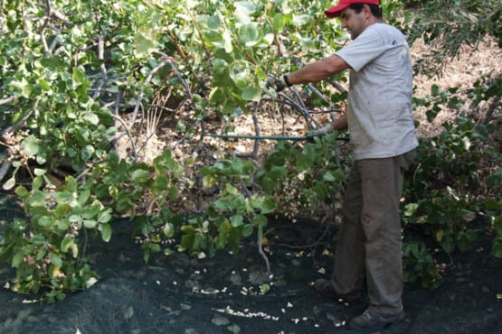 raccolta_pistacchio_01_600-e1452333351613-555x370